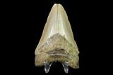 Fossil Megalodon Tooth - North Carolina #130032-2